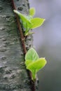 Spring. the first leaves appear from the budding buds Royalty Free Stock Photo
