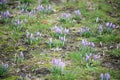Spring first purple crocuses Royalty Free Stock Photo