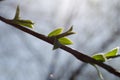 Spring first small green leaves on a brunch