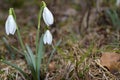 Spring of the first snowdrops in the forest Royalty Free Stock Photo