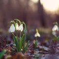 Spring of the first snowdrops
