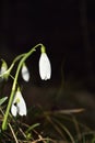 The spring of the first snowdrops in the forest Royalty Free Stock Photo