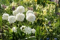 Spring first white primroses flower field