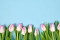 Spring flat lay background with white tulip flowers with pink tips in a row with blank light blue copy space above Royalty Free Stock Photo