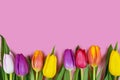 Spring flat lay background with colorful tulip flowers in a row with blank light pink copy space above Royalty Free Stock Photo