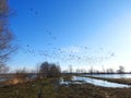 Flood field and birds, Lithuania Royalty Free Stock Photo