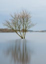 Spring flood in Kaunas, confluence of the Nemunas and the Neris ND1000 Flooded park, trees, city infrastructure. Water level, rive Royalty Free Stock Photo