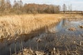 Spring flood of a river in a marshy area with dry grass, trees and reeds. Wildlife landscape on a sunny spring day