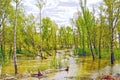 Spring flood. River overflowed and tumbled down trees Royalty Free Stock Photo