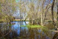 Spring flooded trees with blossoming buds in the Kolomenskoye museum-reserve