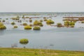 Spring. floodplain meadow flooded with a river.