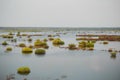 Spring. floodplain meadow flooded with a river.