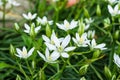 Spring floral alley. Flowers star of Bethlehem or Grass Lily or nap-at-noon, or eleven-o`clock lady Latin: Ornithogalum