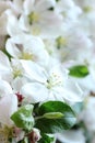 Pring floral apple tree bloom macro background texture,