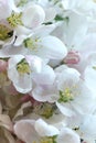 Pring floral apple tree bloom macro background texture