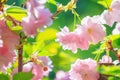 Spring floral background - beautiful pink sakura flowers and fresh green leaves in the sunlight Royalty Free Stock Photo