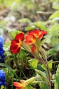 Spring floral background, Birth of a new life. Evening primrose runs in the garden in the sun, selective focus, screen saver Royalty Free Stock Photo