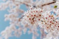 Spring floral background. Blooming sakura with white flowers in spring. Cherry blossom branches against the blue sky, close up. Royalty Free Stock Photo