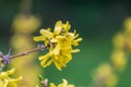 Spring floral background with blooming yellow forsythia flowers on a sunny day Royalty Free Stock Photo