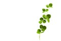 Spring floral background. Clover leaf symbol. Holiday background. Saint patrick day