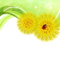 Spring floral background with coltsfoot