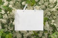 Spring floral background with frame. White flowers, green leaves and paper for greeting text.