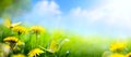 Spring floral background; fresh flower on green grass background Royalty Free Stock Photo