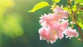 Spring floral background, panorama, banner, copy space. Beautiful pink sakura flowers and fresh green leaves in the sunlight Royalty Free Stock Photo