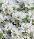 Spring floral background of pear tree bloom pile, closeup of texture Royalty Free Stock Photo