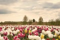 Spring floral background. Perfume fragrance and aroma. Flowers shop. Growing flowers. Netherlands countryside