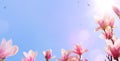 Spring floral Background; Pink Blossoms magnolia tree against spring blue sky Royalty Free Stock Photo