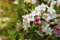 Spring floral background. Pink flowers shrub blooming. Green leaves background, copy space Royalty Free Stock Photo