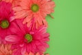 Spring floral background of pink and green Royalty Free Stock Photo