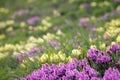 Spring floral background with purple and yellow irises. Royalty Free Stock Photo