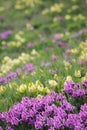 Spring floral background with purple and yellow irises. Royalty Free Stock Photo