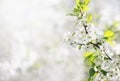 Spring floral background