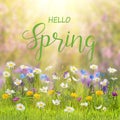 Spring floral background with wild flowers