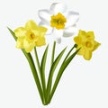 Spring floral beautiful fresh daffodils flowers on white background vector illustration.