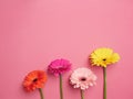 Four flowers in orange, fuchsia, pink and yellow colors with green stem placed at different height on Royalty Free Stock Photo