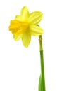 Spring floral border, beautiful fresh daffodils flowers, isolated on white background. Selective focus Royalty Free Stock Photo