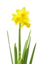 Spring floral border, beautiful fresh daffodils flowers, isolated on white background. Selective focus Royalty Free Stock Photo