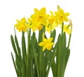 Spring floral border, beautiful fresh daffodils flowers, isolated on white background. Selective focus Royalty Free Stock Photo