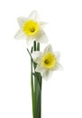 Spring floral border, beautiful fresh daffodils flowers, isolated on white background. Selective focus Royalty Free Stock Photo