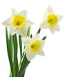 Spring floral border, beautiful fresh daffodils flowers, isolated on white background. Selective focus Royalty Free Stock Photo