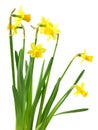 Spring floral border, beautiful fresh daffodils flowers, isolated on white background. Selective focus Royalty Free Stock Photo