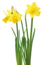 Spring floral border, beautiful fresh daffodils flowers, isolated on white background. Selective focus Royalty Free Stock Photo