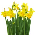 Spring floral border, beautiful fresh daffodils flowers, isolated on white background. Selective focus Royalty Free Stock Photo