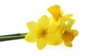 Spring floral border, beautiful fresh daffodils flowers, isolated on white background. Selective focus Royalty Free Stock Photo