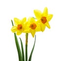 Spring floral border, beautiful fresh daffodils flowers, isolated on white background. Royalty Free Stock Photo