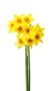 Spring floral border, beautiful fresh daffodils flowers, isolated on white background. Royalty Free Stock Photo